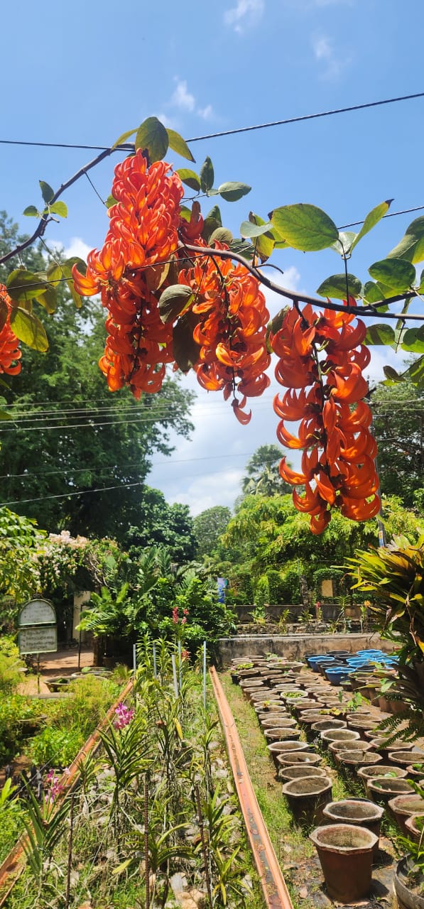 Red jade Vine flowering creeper plant for Indian garden by Ashiyana Store