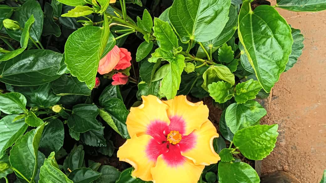 Hybrid hibiscus dwarf  plants (pack of 7)(365 Days / 12 Month Flowering Plants (Best for India)