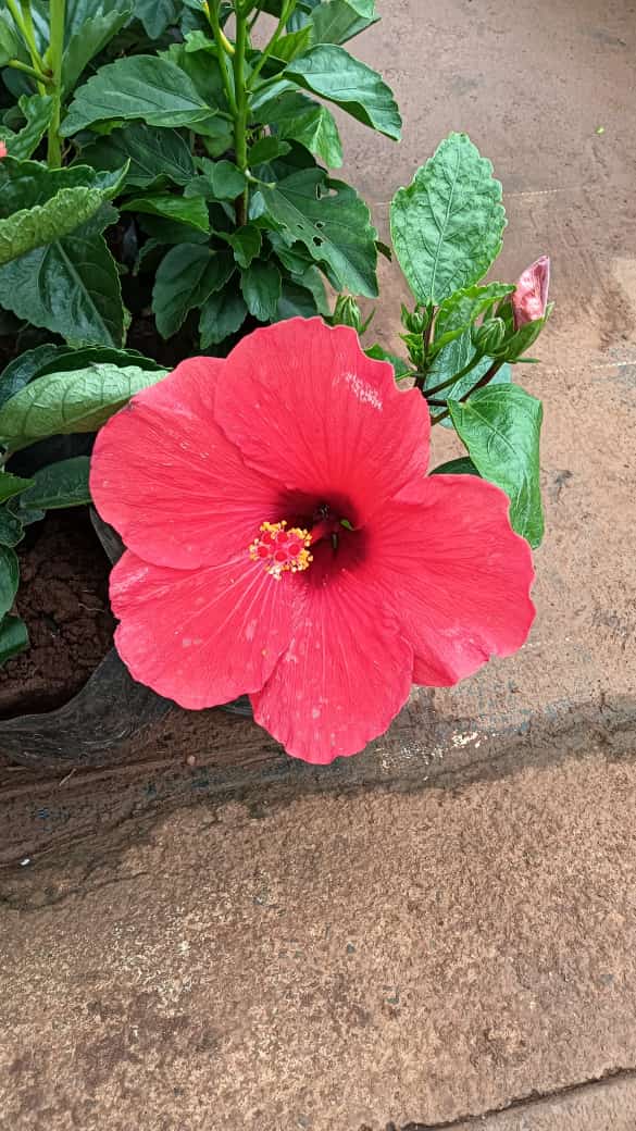 Hybrid hibiscus dwarf  plants (pack of 7)(365 Days / 12 Month Flowering Plants (Best for India)