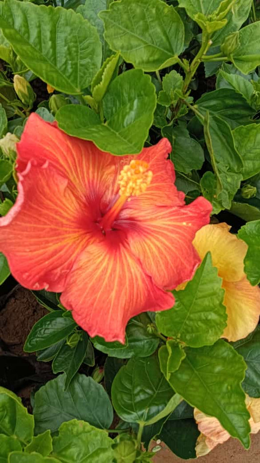 Hybrid hibiscus dwarf  plants (pack of 2 orange and yellow colour)(365 Days / 12 Month Flowering Plants (Best for India)