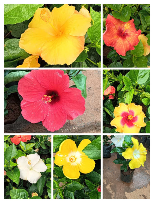 Hybrid hibiscus dwarf  plants (pack of 7)(365 Days / 12 Month Flowering Plants (Best for India)