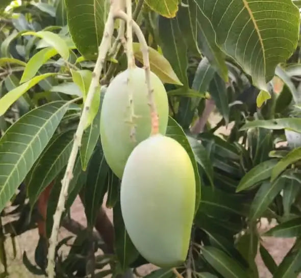 Kesar Aam | Gir Kesar Mango Grafted β plant