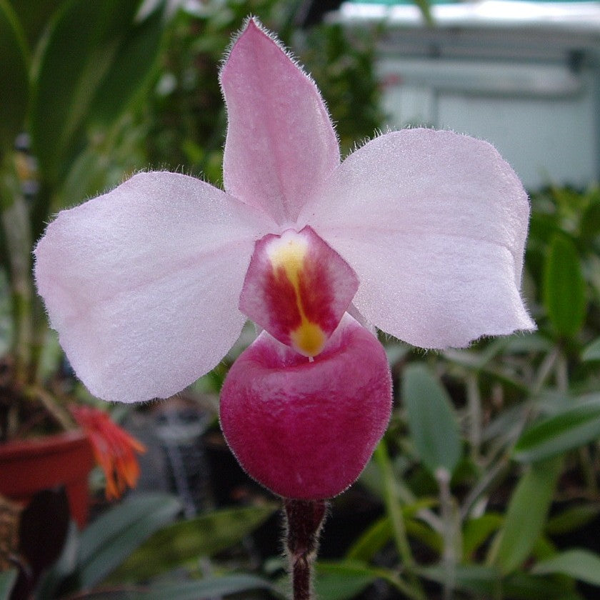 Paphiopedilum delenatii (Delenati's Lady's Slipper Orchid)