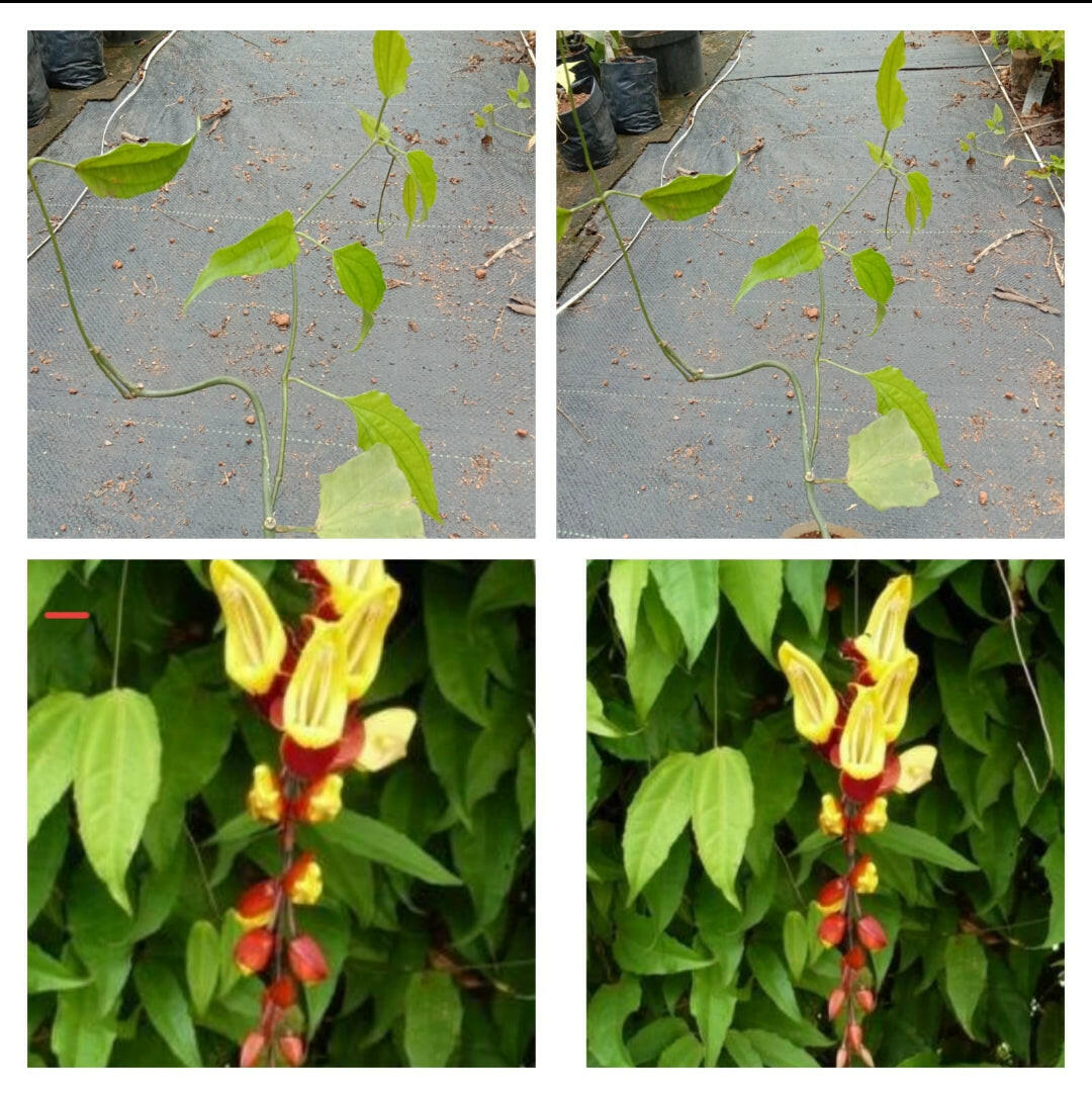 Thunbergia Mysorensis Creeper | Mysore Trumpet Vine | Hanging Flower Plant