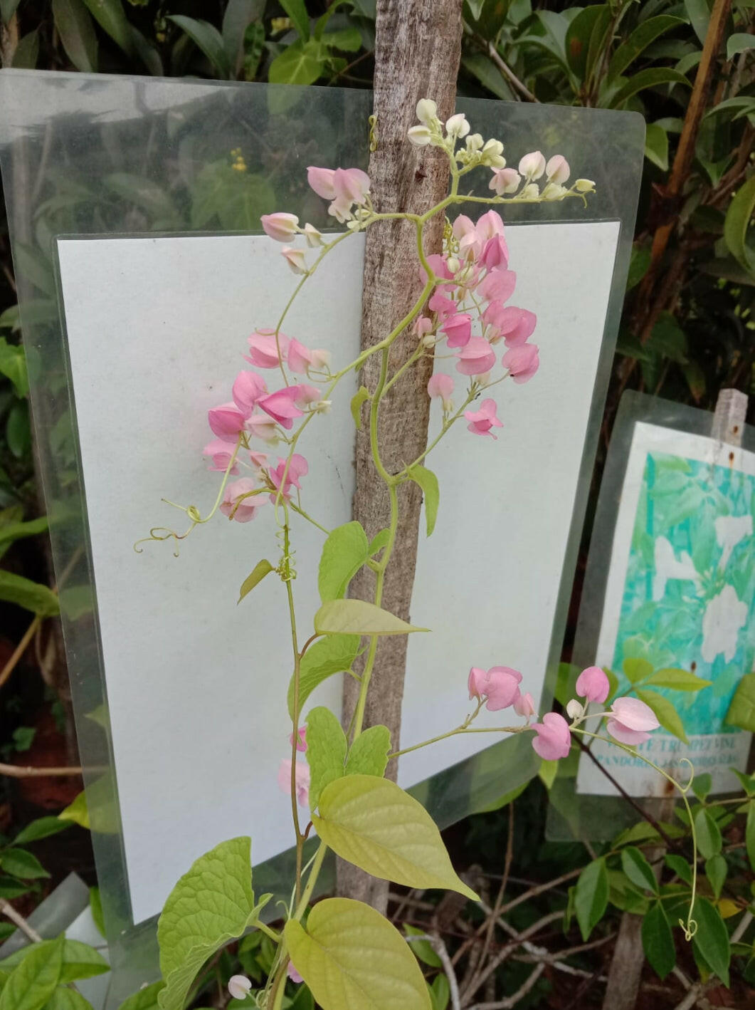 Mexican Coral Vine | Pink Flowering Climber for Walls | Antigonon leptopus