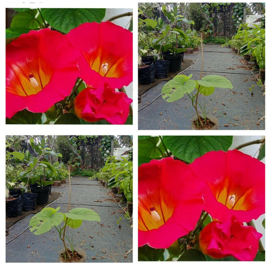 Ipomoea Candyking Vine | Rare Pink & White Morning Glory Climber