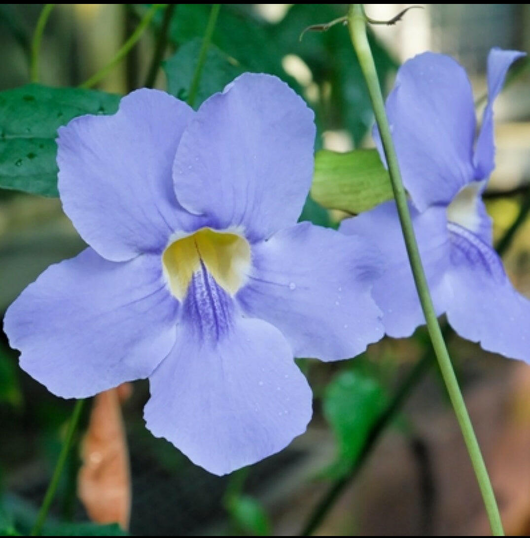 Thunbergia Grandiflora Vine | Blue Trumpet Creeper | Bengal Clock Vine