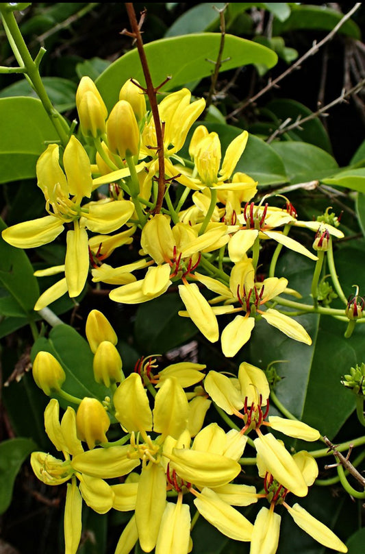 Tristellateia Plant | Golden Shower Climber | Star Vine for Garden Walls