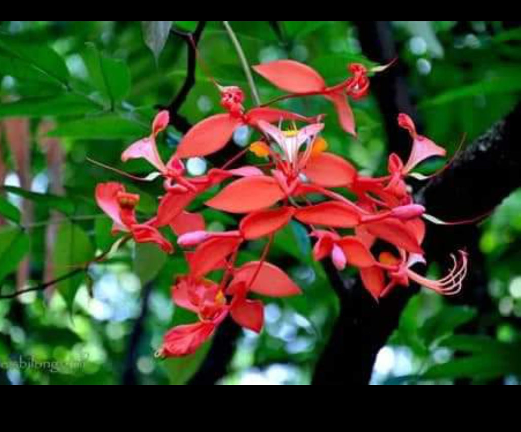 Amherstia Nobilis ( Pride of Burma/ Queen of Flowering Trees) live plant