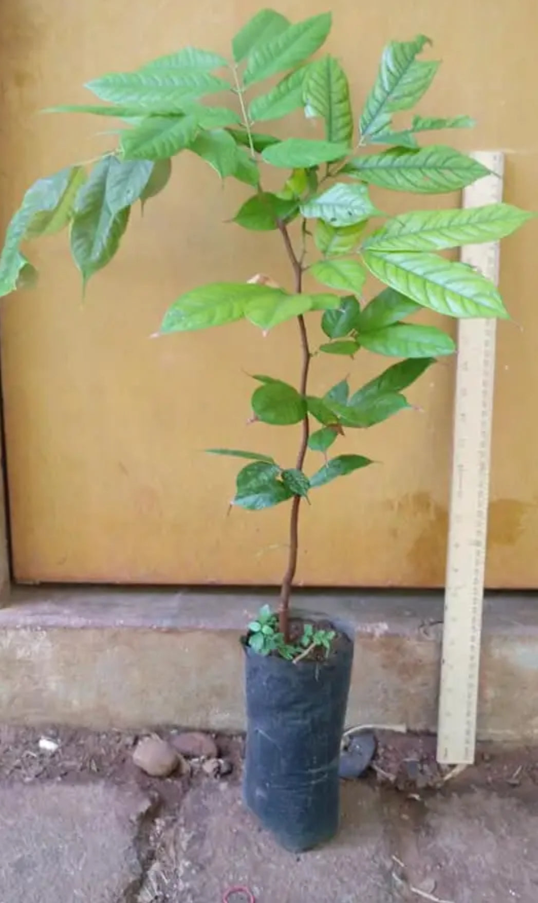 Amherstia Nobilis ( Pride of Burma/ Queen of Flowering Trees) live plant
