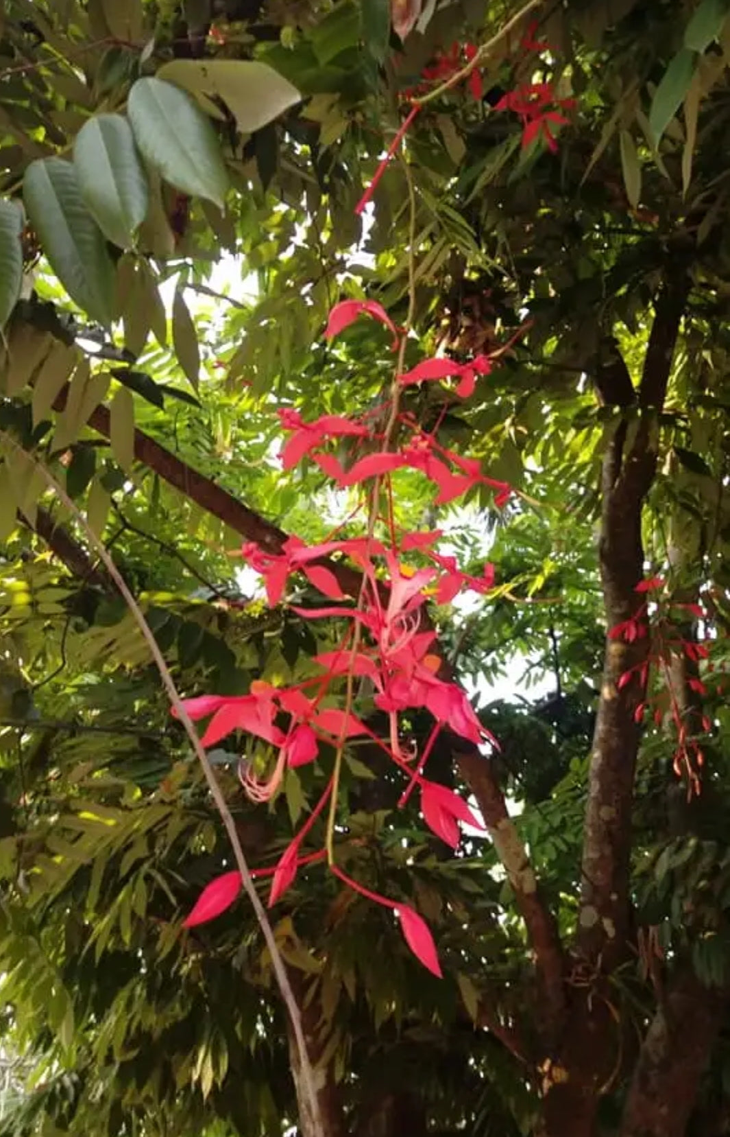 Amherstia Nobilis ( Pride of Burma/ Queen of Flowering Trees) live plant