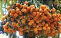 Aracanut plant