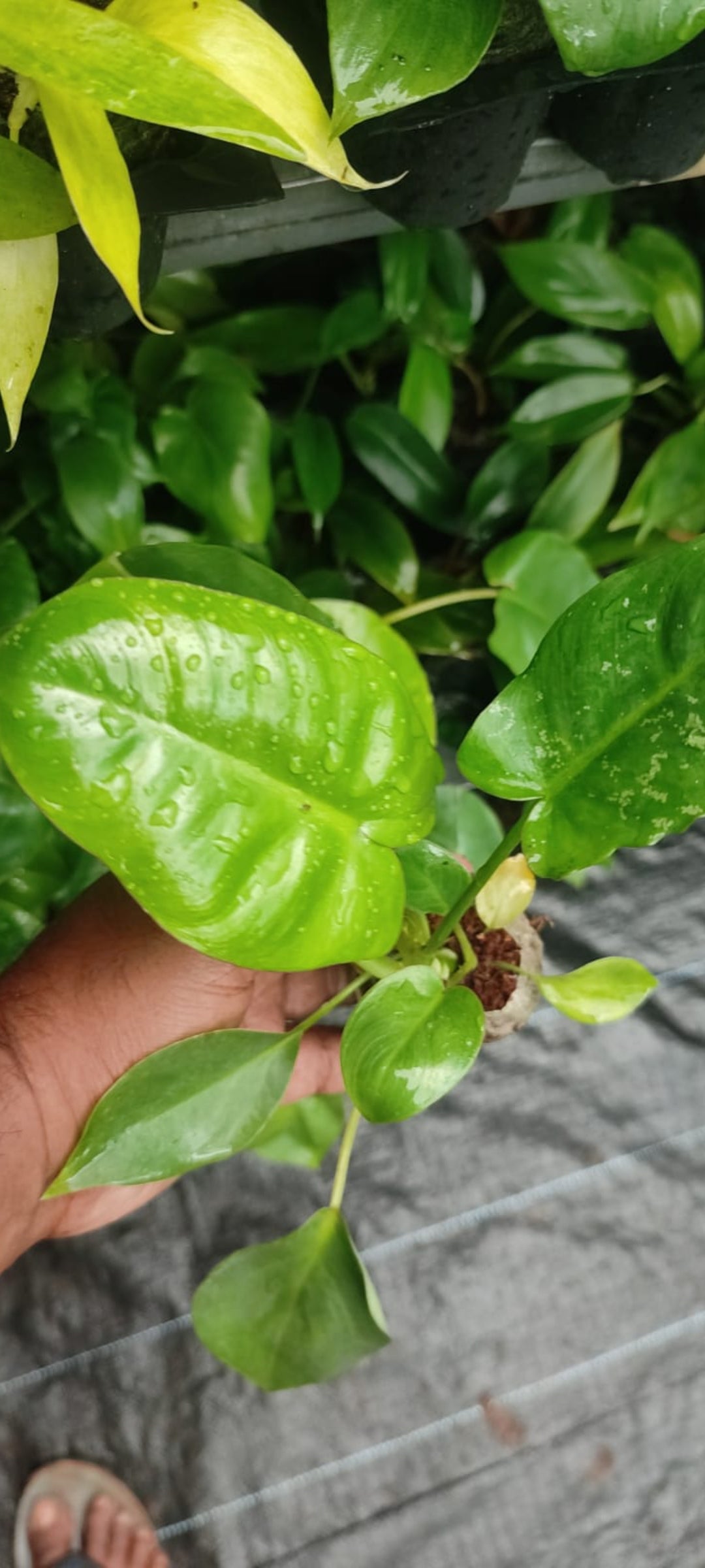Burl max Indoor plants