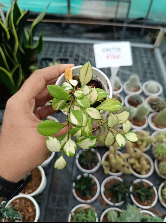 Hoya variegated Heuschkeliana plant