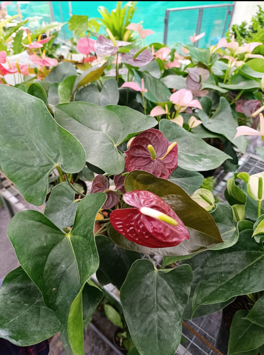 Anthurium Brown Plant