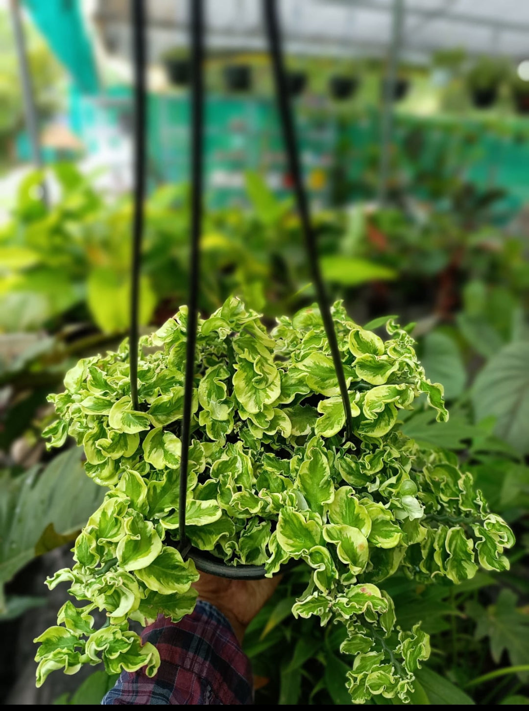 curly hanging plant Pedilanthus Curly Veriegated plant – ASHIYANA STORE