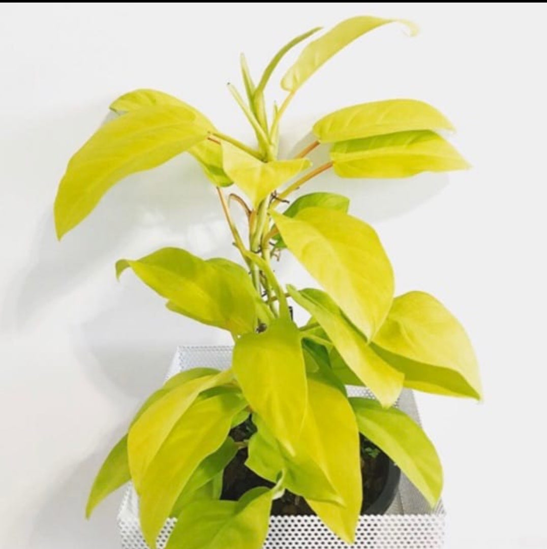 golden colored philodendron Philodendron Yellow Plant – ASHIYANA STORE