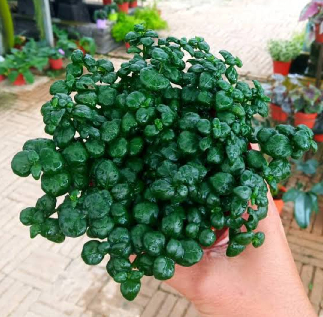 semi indoor plants Bubble Plant (Semi Indoor plants) – ASHIYANA STORE