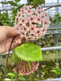 Hoya Chelsea (Semishade)