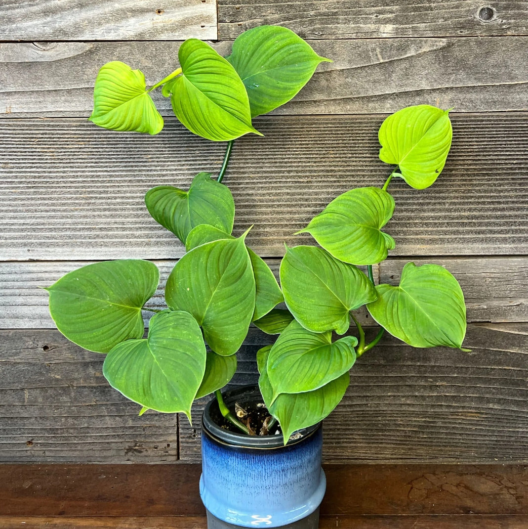 philodendron creeper Philodendron Fibracetaphylam (Creeper Indoor plant) – ASHIYANA STORE