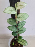 Rhaphidophora Hongkongensis Mint Veriegated (Indoor Semishade varity)