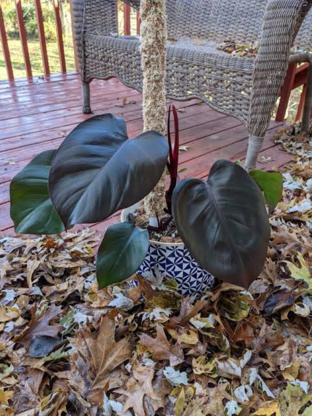 black royal queen philodendron Philodendron Royal queen Black – ASHIYANA STORE