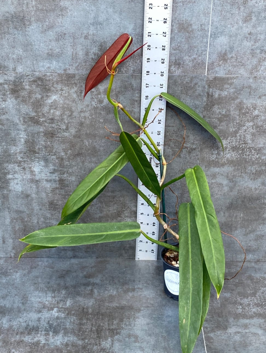 philodendron bicolour Philodendron Bicolour (Semishade ,Node Plant) – ASHIYANA STORE