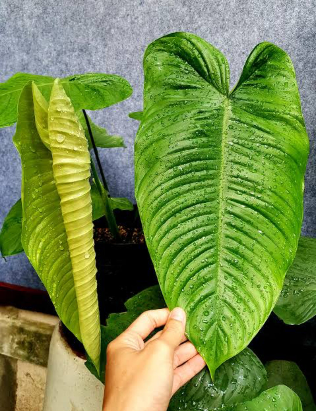 philodendron tenue vs sharoniae Philodendron Tenue Matured (Semishade) – ASHIYANA STORE