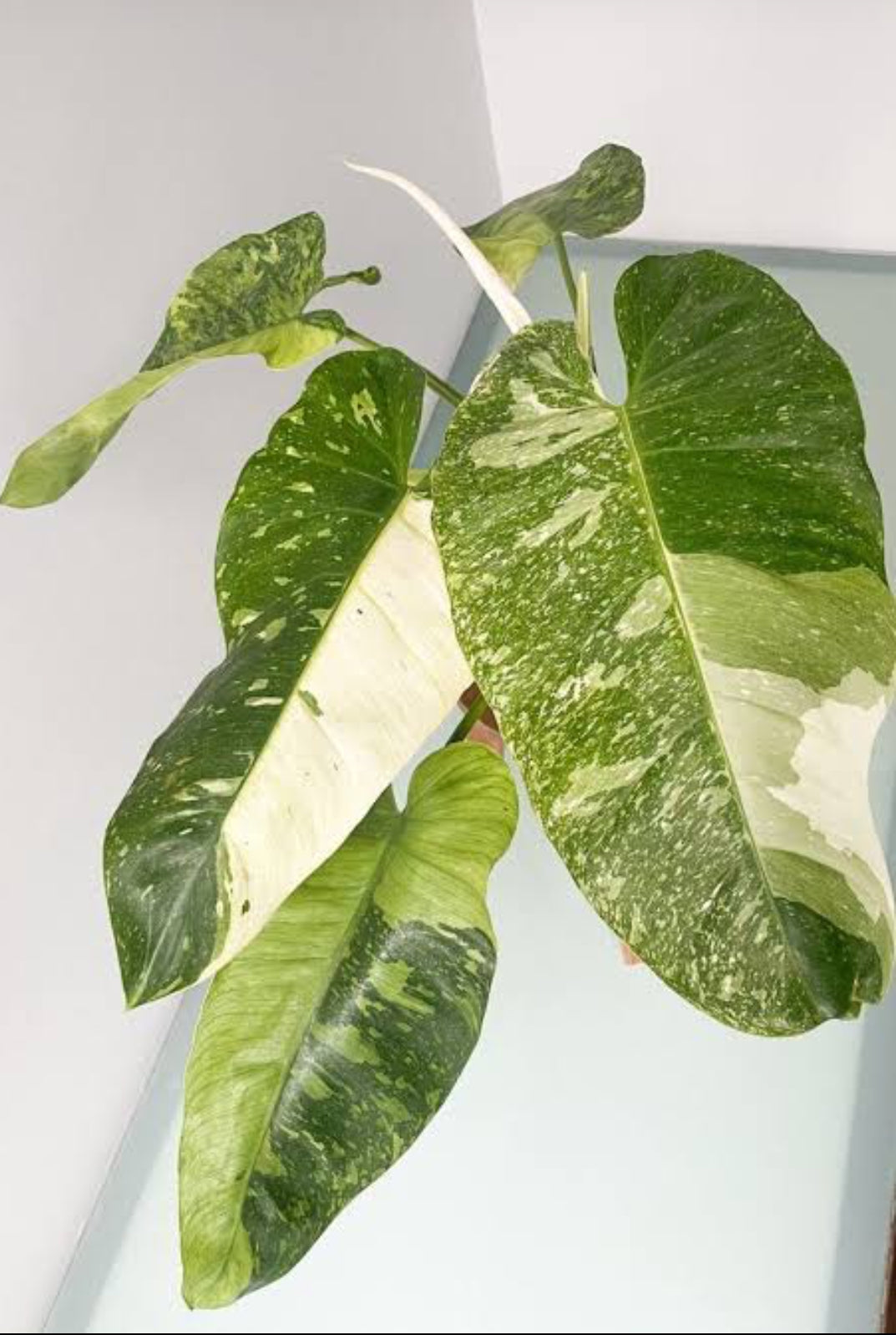 philodendron creeper Philodendron Jose Buno Big Size Plant (Creeper philodendron variety) – ASHIYANA STORE