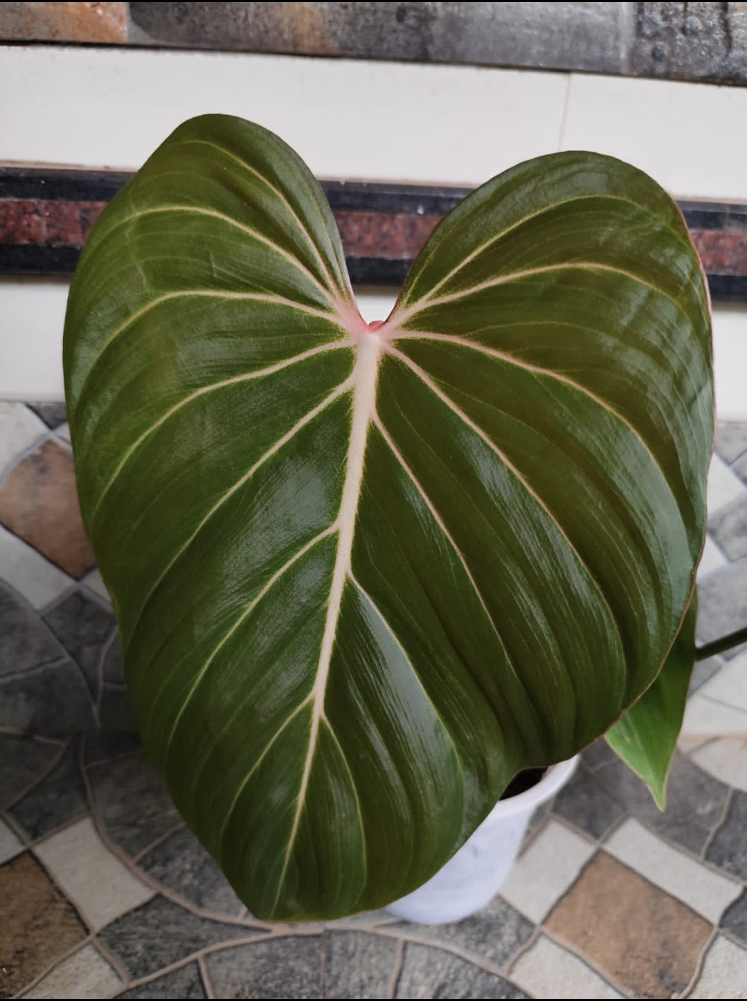 Philodendron Pink Glory Plant – ASHIYANA STORE