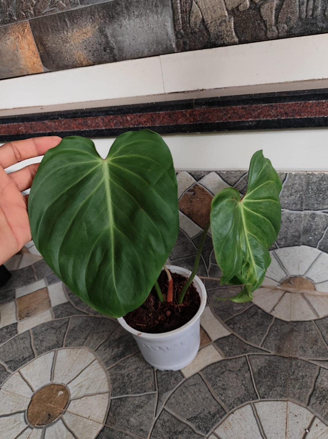Philodendron Pink Glory Plant