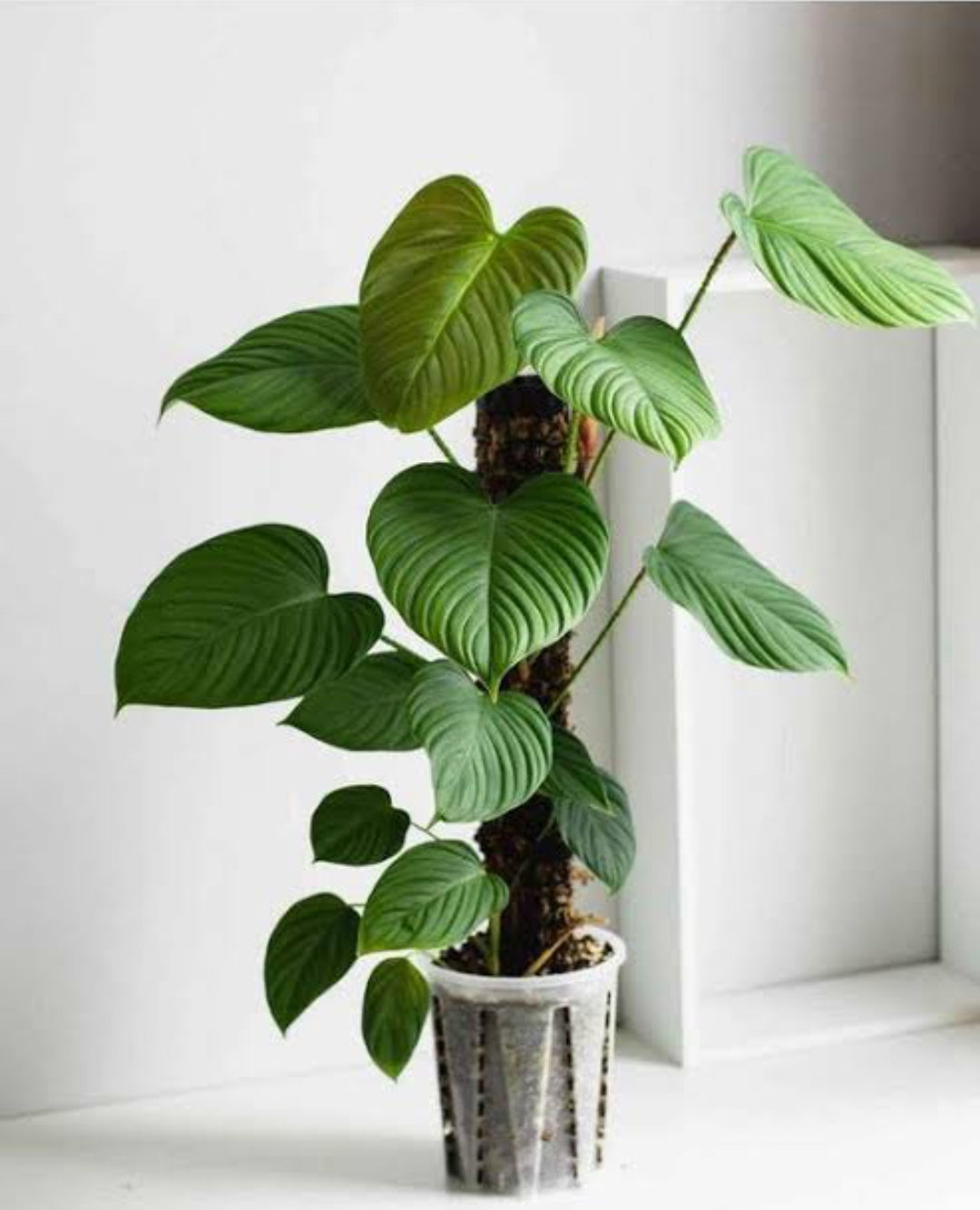 philodendron fuzzy petiole for sale Philodendron Fuzzy Petiole (Semishade plant) – ASHIYANA STORE