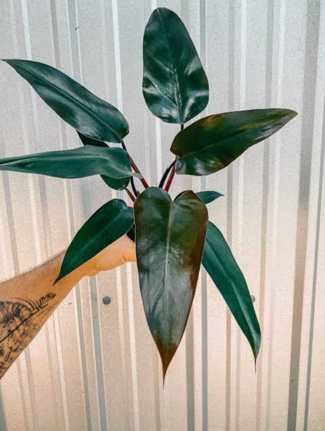 philodendron bloody mary care Philodendron Bloody Mary – ASHIYANA STORE