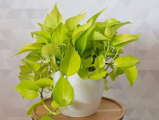 Money Plant (Golden Pothos) β Indoor Air Purifying Creeper | Lucky Plant for Home & Office(Neon Photos)