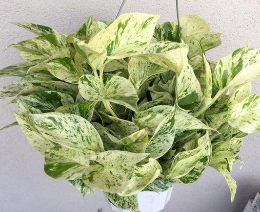 Money Plant (Golden Pothos) – Indoor Air Purifying Creeper | Lucky Plant for Home & Office (Marble Photos)