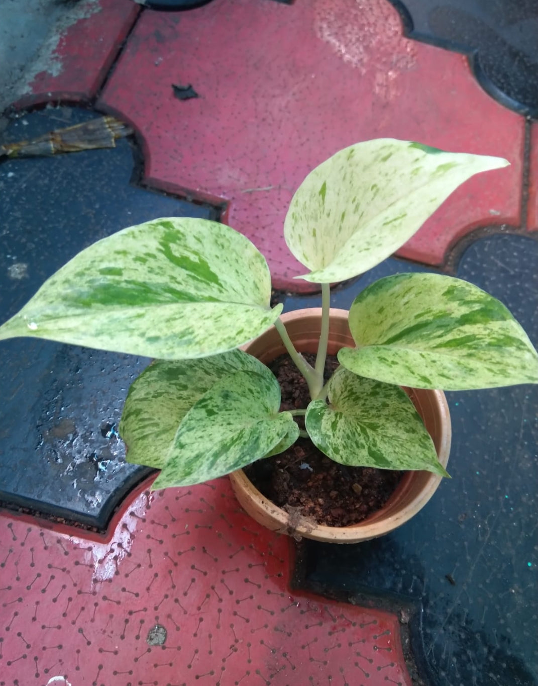 Money Plant (Golden Pothos) – Indoor Air Purifying Creeper | Lucky Plant for Home & Office (Marble Photos)