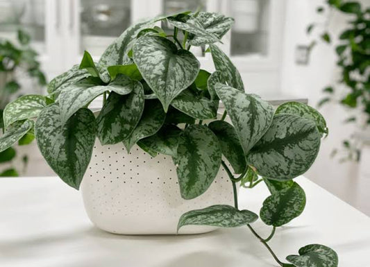 Money Plant (Golden Pothos) – Indoor Air Purifying Creeper | Lucky Plant for Home & Office (Satin Photos)