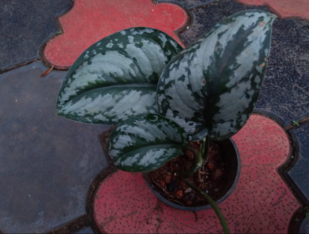 Money Plant (Golden Pothos) – Indoor Air Purifying Creeper | Lucky Plant for Home & Office (Satin Photos)