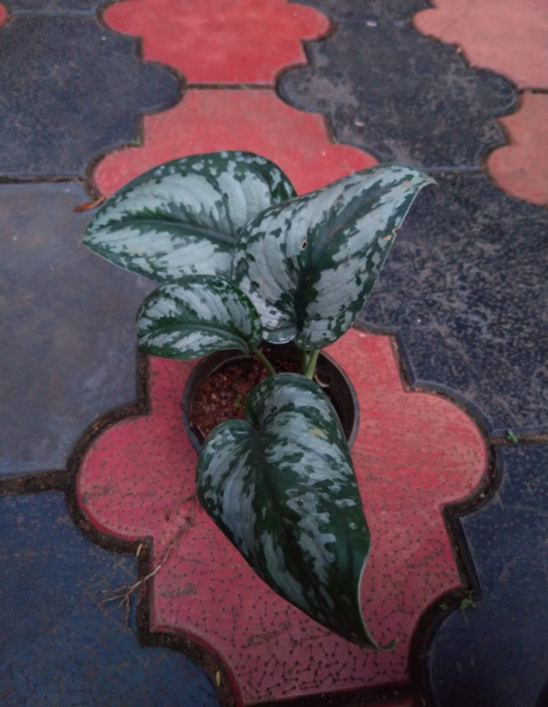 Money Plant (Golden Pothos) – Indoor Air Purifying Creeper | Lucky Plant for Home & Office (Satin Photos)