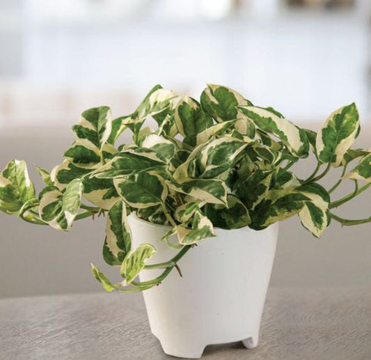 Money Plant (Golden Pothos) – Indoor Air Purifying Creeper | Lucky Plant for Home & Office(NJOY Photos Shade)