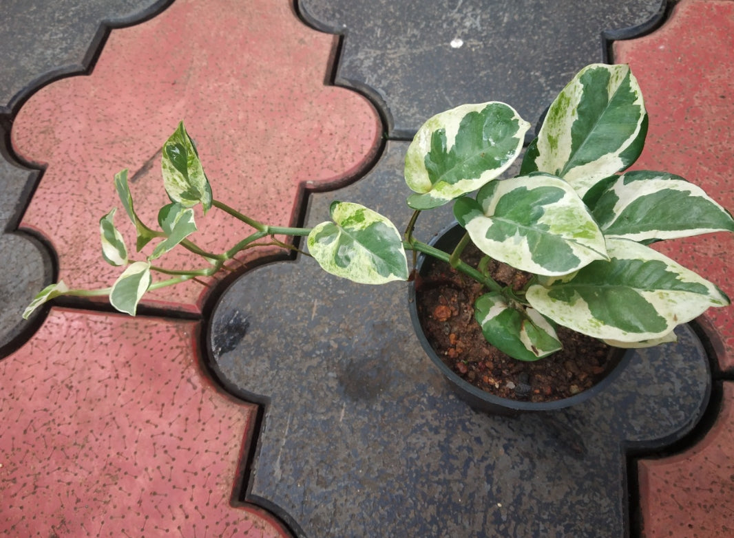 Money Plant (Golden Pothos) – Indoor Air Purifying Creeper | Lucky Plant for Home & Office(NJOY Photos Shade)