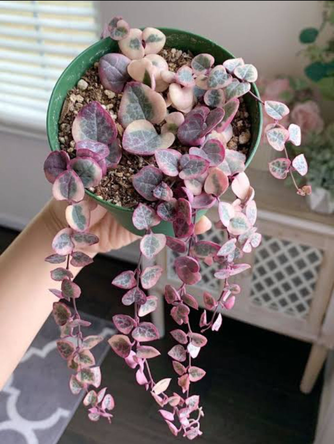pink hanging plant indoor Veriegated string of heart (Indoor Hanging) – ASHIYANA STORE