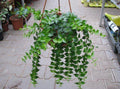 Millions heart Hanging plant