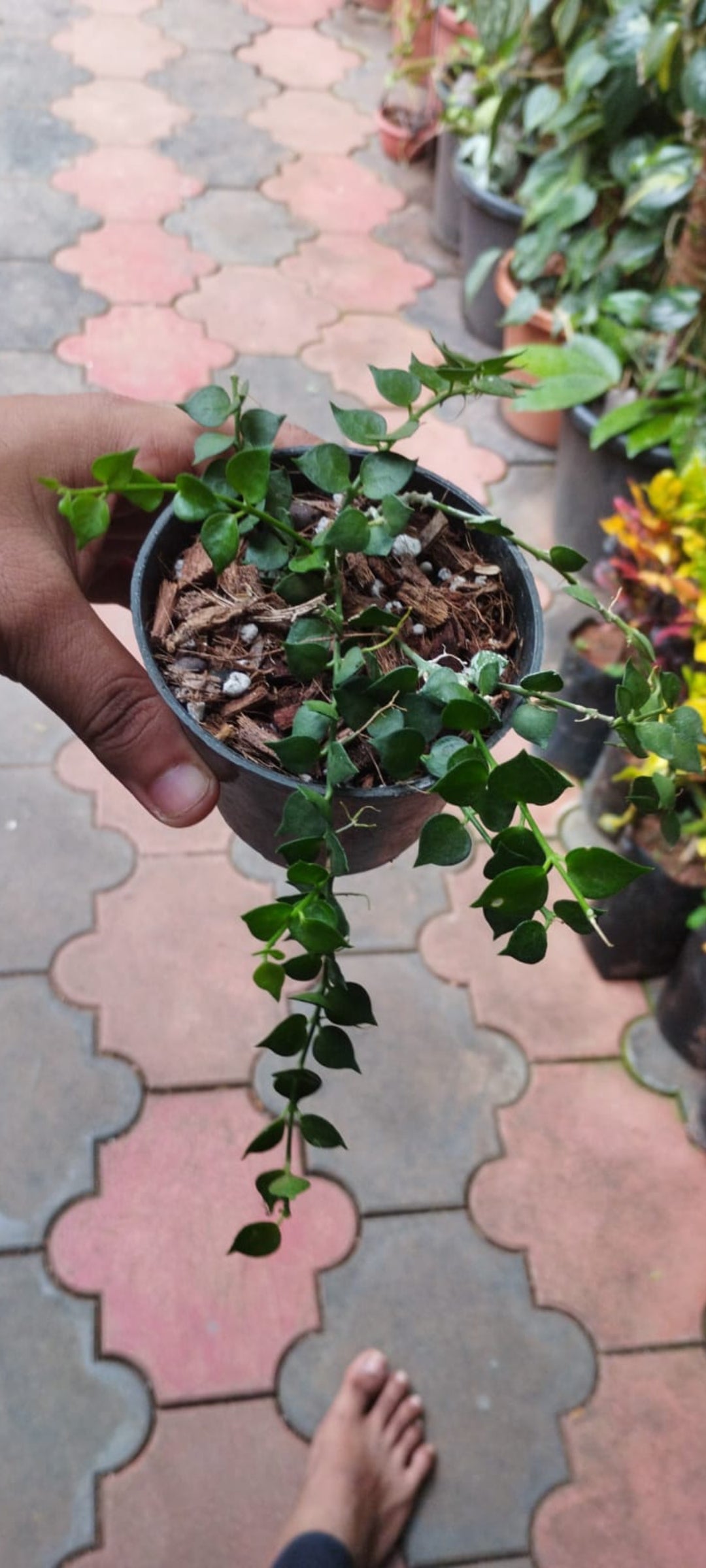 Millions heart Hanging plant