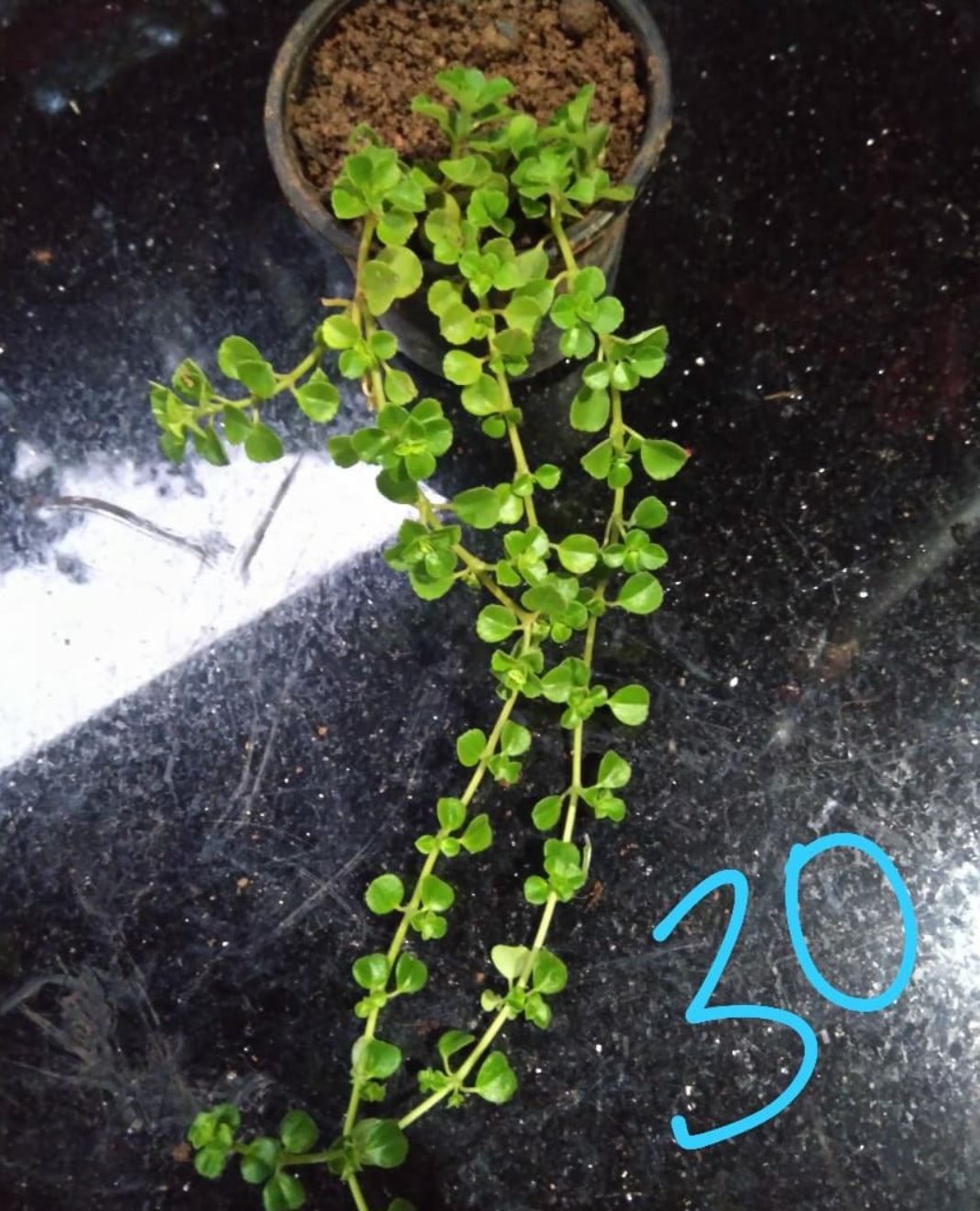 Baby tears Hanging plant