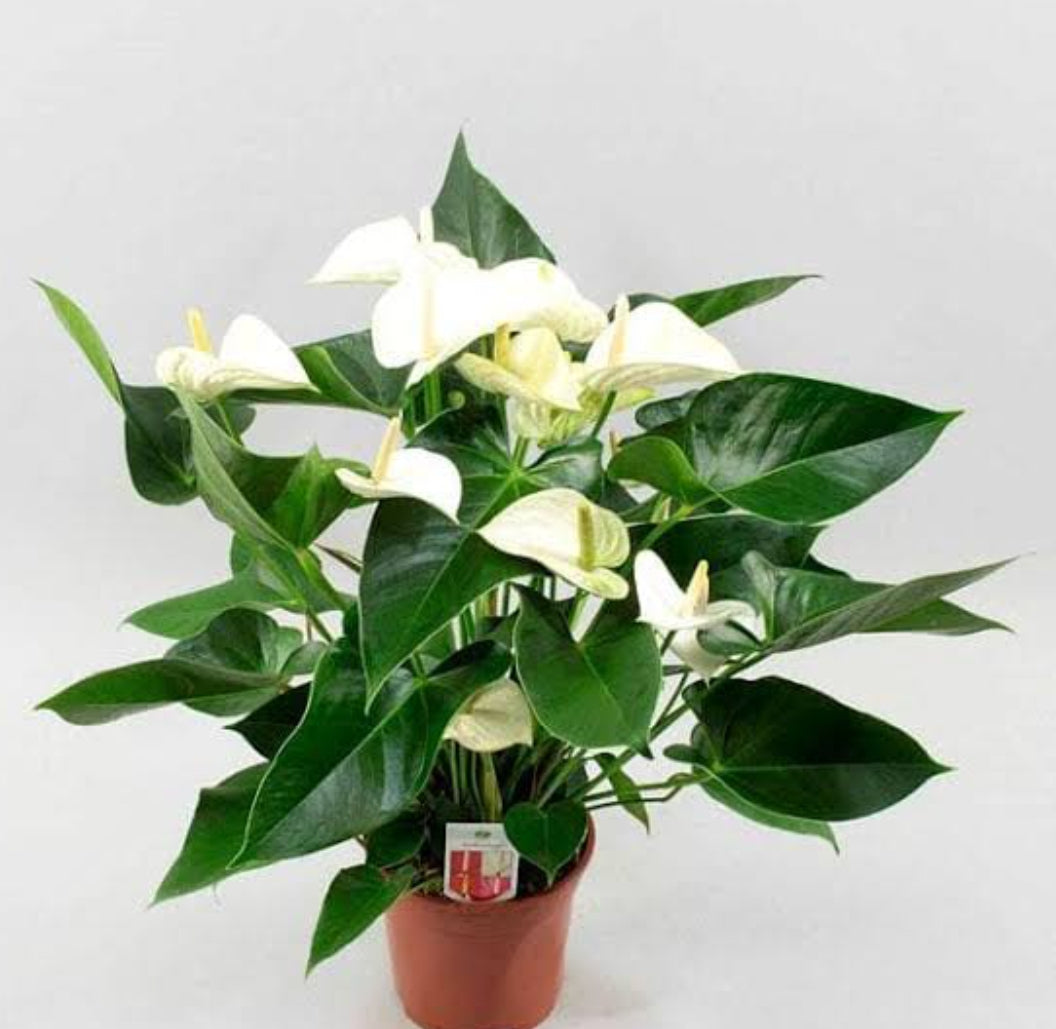 white anthurium Anthurium (White)/indoor plant for home/low maintenance plant – ASHIYANA STORE
