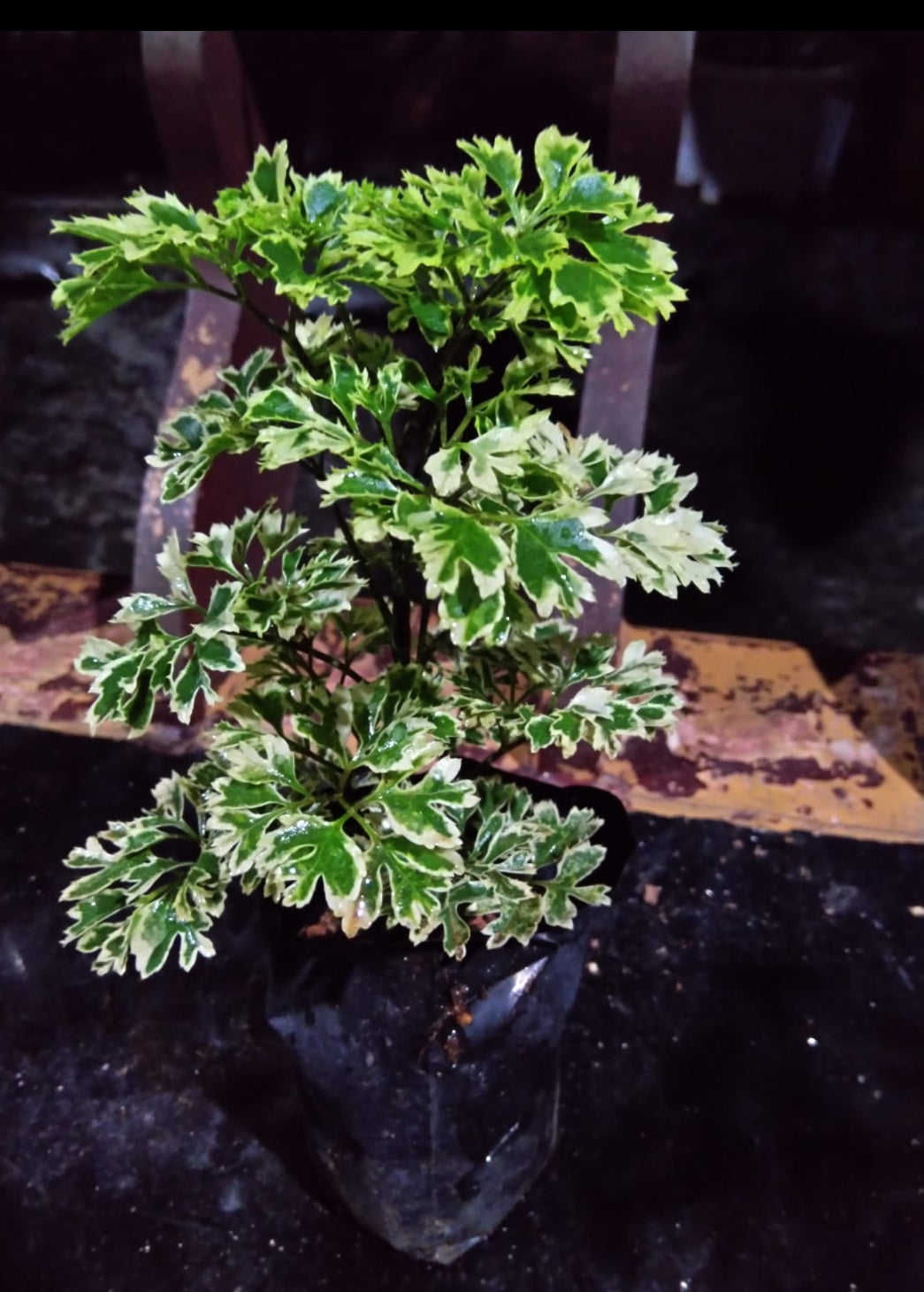 Aralia 3 Indoor plants