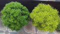 Aralia Outdoor Plant (Pack of 2)