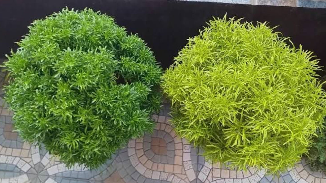 Aralia Outdoor Plant (Pack of 2)