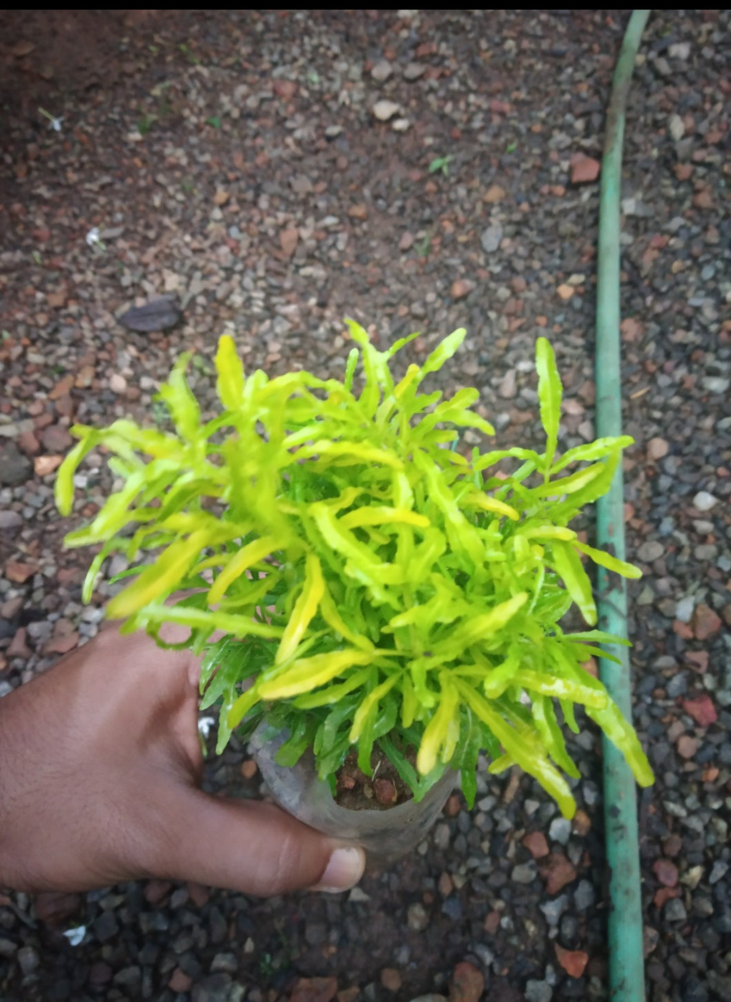 Aralia Outdoor Plant (Pack of 2)